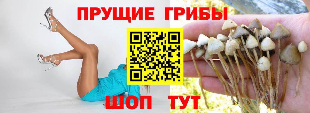 Галлюциногенные грибы Cubensis Саров